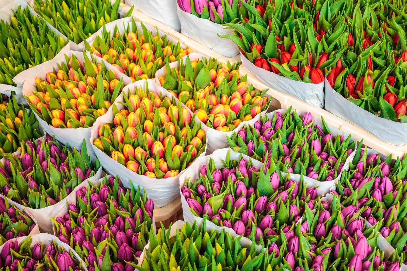 Flower storage - TITAN Containers (1)