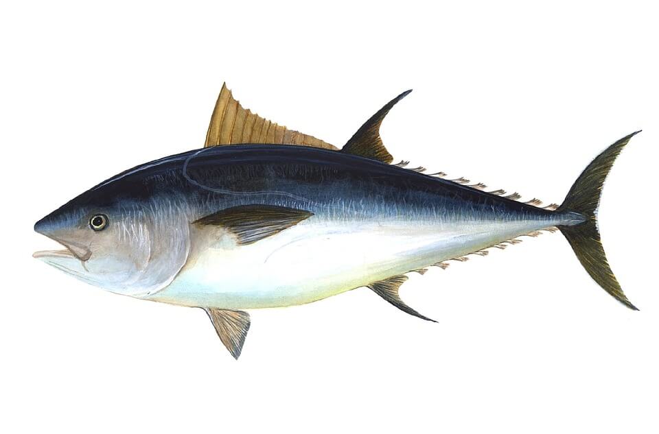 tuna01